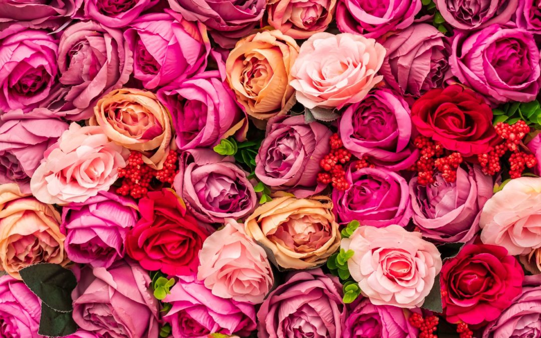 Close up of a group of flower petals